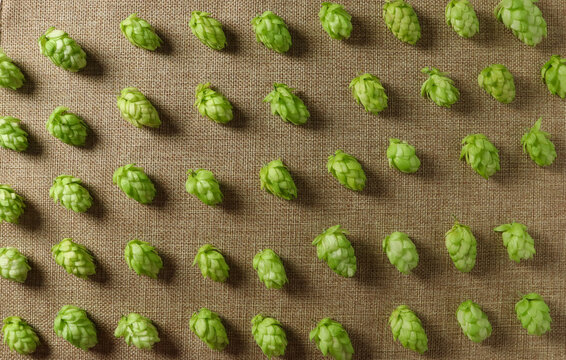 Hop cones arranged on a burlap surface for brewing beer in a brewing