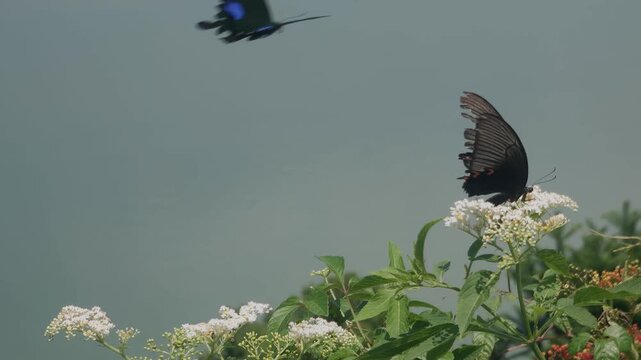 Black swallowtail butterfly perching on wild white flowers