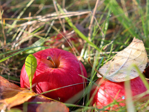 Red apples lie on green grass with fallen leaves around them during