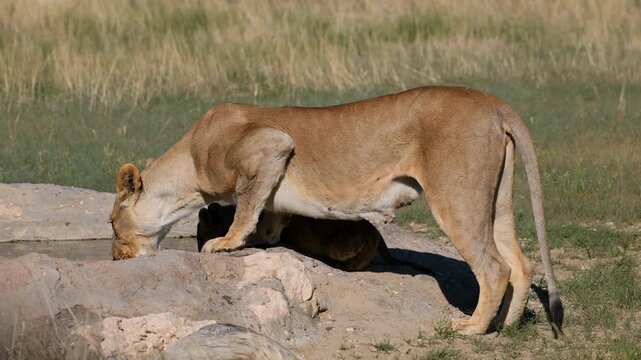 A lioness (Panthera leo) drinking at a waterhole, Kalahari desert, South Africa