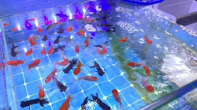 Colorful ornamental fish swimming in aquarium with clear water and decorative lighting. Vibrant koi and goldfish Ideal for aquatic life, nature, relaxation, aquarium, and aquatic design themes.