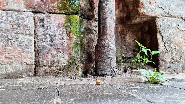 Weathered stone wall with moss, an old pipe, cracks, and small green plants growing through aged masonry in an urban environment