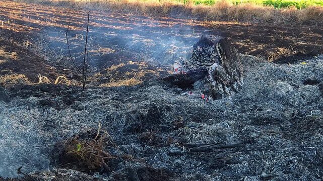 Smoldering Tree Stump in a Controlled Farm Burn: Charred wood embers glow amidst thick layers of gray ash on an agricultural field, capturing modern waste management and smoke residue.