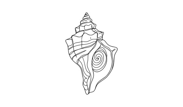 Boho line art conch seashell vector drawing organic hand drawn beach shell icon illustration