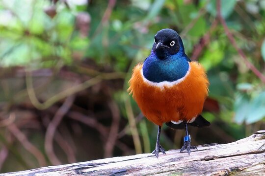A superb starling is perched on a tree stump. Front view, selective focus. Lamprotornis superbus.