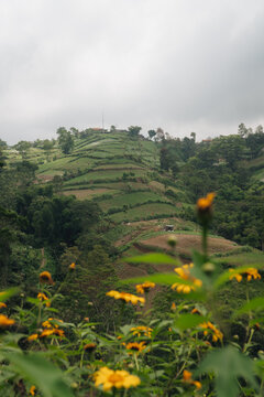 Terraced crop fields on a green hill with yellow wild flowers blooming in the blurred foreground under an overcast sky