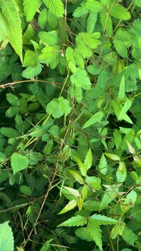 Sensitive mimosa pudica leaves folding instantly upon physical touch in lush tropical garden.