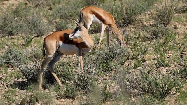 Springbok antelopes (Antidorcas marsupialis) feeding in natural habitat, Kalahari desert, South Africa
