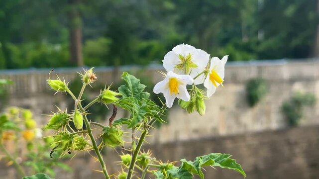 Sticky nightshade flowers with sharp thorns blooming in garden on blurred background outdoors.