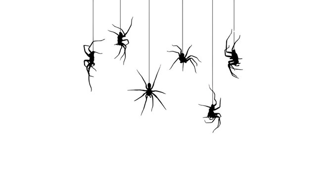 Spooky hanging spiders and webs for Halloween isolated on black background