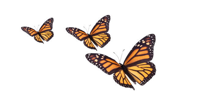 Flock of monarch butterflies flying isolated on black background