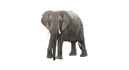 Obraz premium Majestic African elephant standing isolated on black background