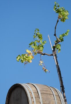 Holzfass Weinfa&szlig;