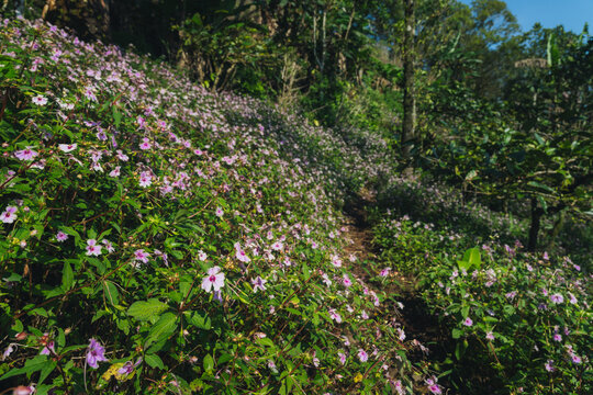 Field of pink wild flowers growing along a dirt trail on a sunny hillside surrounded by green trees
