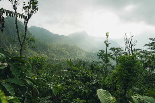 Dense tropical jungle and forest covered mountains under fog and overcast sky in Pati, Java, Indonesia