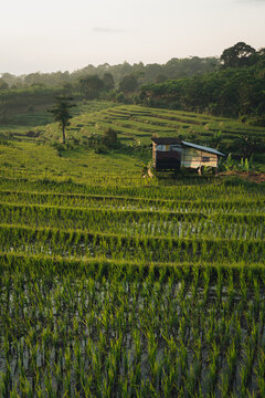 Terraced green rice fields with a small farmer hut at sunrise
