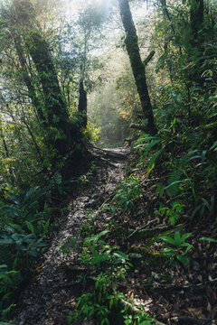 Sunlight filtering through lush tropical forest foliage onto a narrow dirt hiking trail