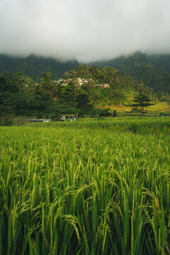 Green rice field with village houses on a misty hill covered in low clouds
