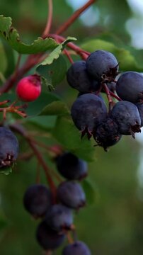 Vertical macro shot of ripe dark purple saskatoon berries Amelanchier hanging on a branch in natural sunlight.