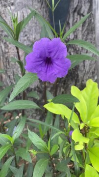 Vertical close up shot of purple Ruellia simplex flower blooming in a garden, wild Mexican petunia with green leaves on tree bark background.