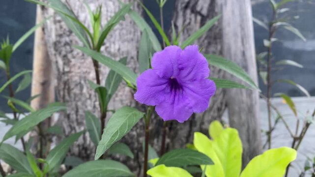 Close up of purple Ruellia simplex flower blooming in a garden, Mexican petunia swinging in the breeze on a wooden background.