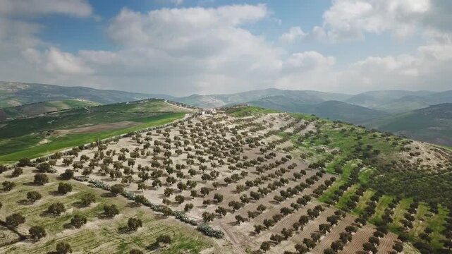 Aerial view of rows of olive trees planted on a rolling hillside landscape under a bright sky in Morocco.