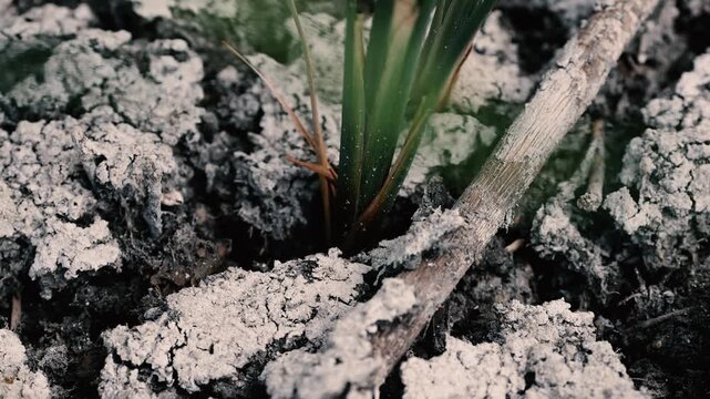 Dry, parched earth cracked by prolonged drought in a dried out wetlands area in Romania.
