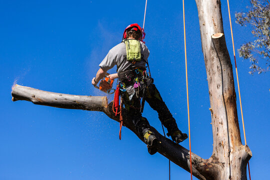 arborist in safety harness and helmet PPE using chainsaw to cut down gumtree branch