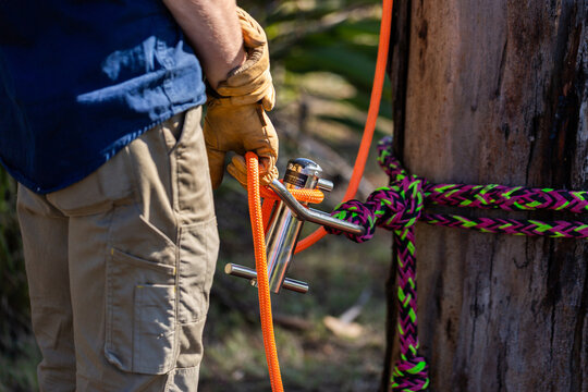Apprentice arborist using portawrap for friction control while lowering a tree branch
