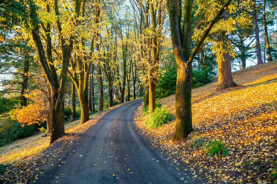 Golden morning light on a tree lined road through a hillside park