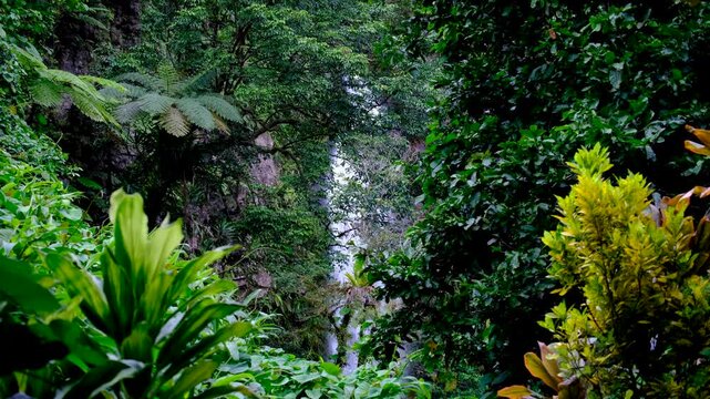 Glimpse Tavoro waterfall behind forest trees in Bouma National Heritage Park on Taveuni Island in Fiji, South Pacific