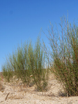Field of rooibos green bushes, Aspalathus linearis,  planted in rows to be harvested for rooibos tea. Location: Clanwilliam, South Africa, red bush, bush tea, red bush tea. Vertical image