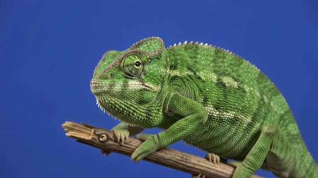 Close up of a green chameleon perched on a wooden twig against blue screen backdrop
