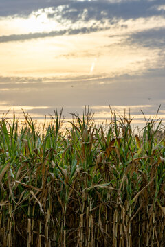 Corn Field at Sunset with Dramatic Golden Sky &mdash; Late Season Harvest Agriculture