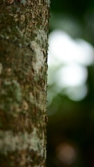 Fototapeta premium Ants march in a straight line along the rough bark of a rainforest.