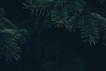 Naklejka na ściany i meble Real dark green spruce branches with a sharp needle texture against a deep forest shadow. Pairs with a moody christmas album cover and dark cottagecore aesthetic holiday background with copy space.
