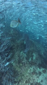 Whale shark enters a large school of jacks from above and becomes completely surrounded, disappearing from view among the fish.