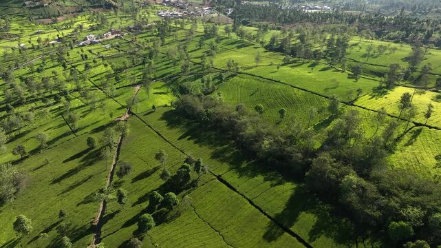 Aerial view of Sikatok Tea Plantation with lush green tea bushes, rolling hills, and scattered trees in Kecamatan Kejajar, Jawa Tengah, Indonesia.