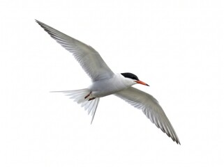 Obraz premium White tern bird flying over sky with wings spread.