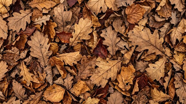 Fallen dry brown oak leaves covering forest ground during crisp autumn season daylight hours