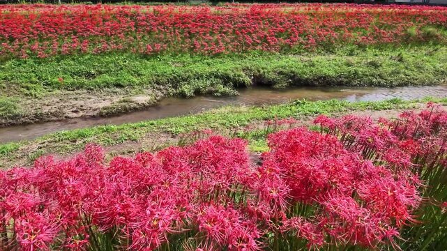 川沿いに群生する彼岸花 民家のある里の風景 4K実写
