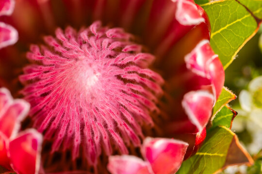 vibrant pinkish-red Protea flower close up