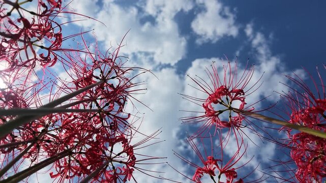雲を背に浮かぶ彼岸花のシルエット ローアングル 4K実写