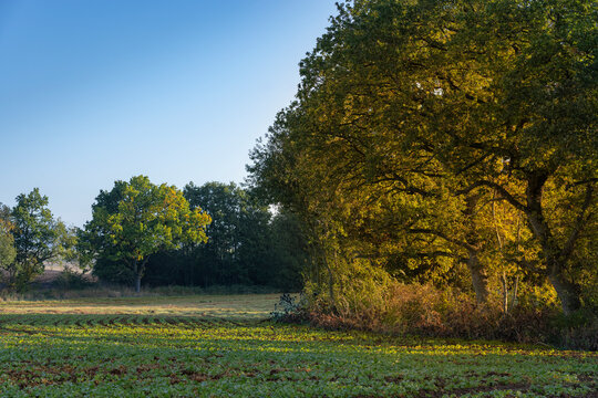 Sunny autumn field landscape with mature oak trees