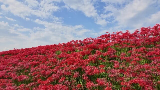 丘一面に広がる彼岸花と秋の青空 4K実写