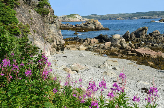 picturesque jones cove beach, purple fireweed,  and  rock formations, on a sunny summer day  along the lower little harbour trail on south twillingate island in northeastern newfoundland, canada