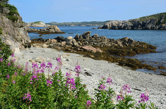 picturesque jones cove beach, purple fireweed,  and  rock formations, on a sunny summer day  along the lower little harbour trail on south twillingate island in northeastern newfoundland, canada