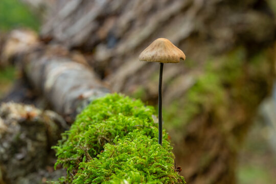 Small delicate wild mushrooms growing in green forest moss