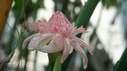 Exotic torch ginger flower blooming in tropical garden, pink etlingera elatior blossom macro photo, rare botanical flora © Ardian