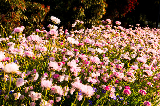 Everlasting spring wildflowers In Morning Light